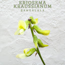 Bangalala Drops (50ml)