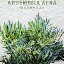 Artemisia Afra Capsules