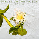 Kanna Sceletium Tortuosum dried herb 50g