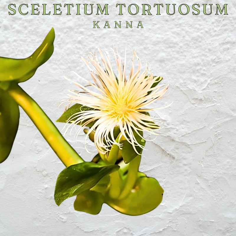 Kanna (Sceletium Tortuosum) Spray (50ml)