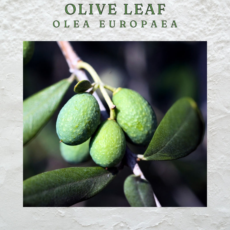 Olive Leaf Spray 50 ml.