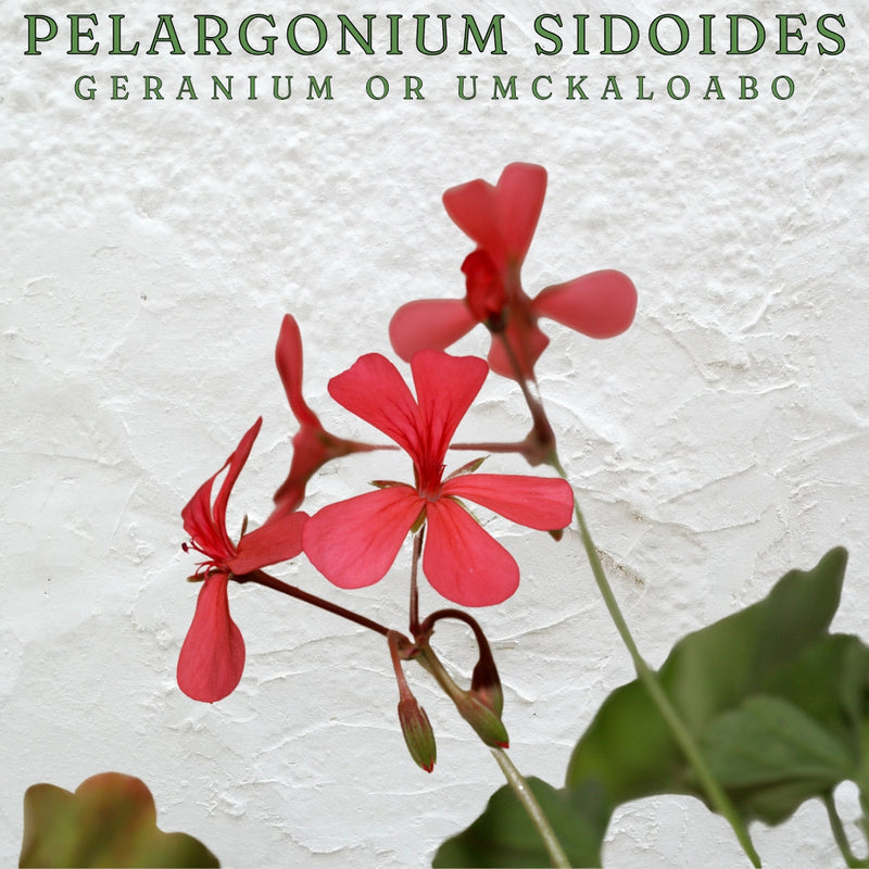 Umckaloabo (Pelargonium Sidoides) Rough Cut – 925g | Natural Respiratory Support