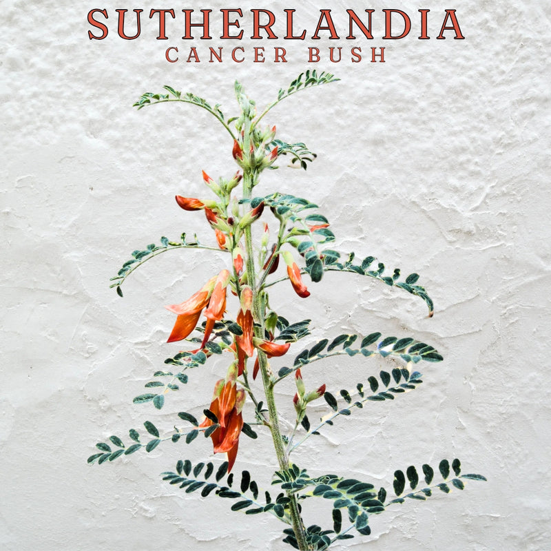 Sutherlandia Tea (Loose Cut 50g)