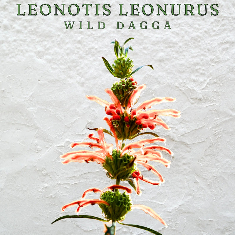 Leonotis Leonurus Wild Dagga Petals 50gr